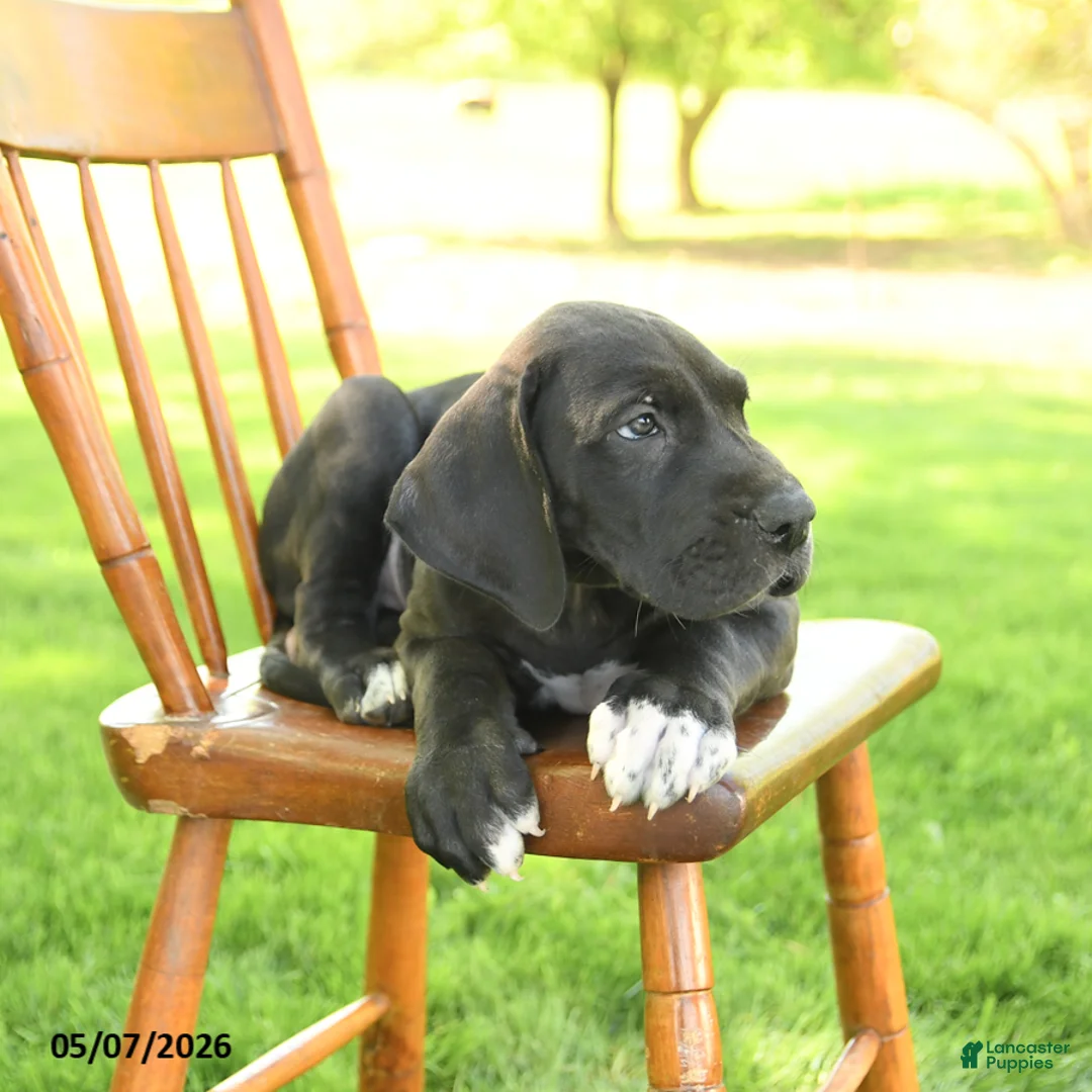 Great Dane dogs for sale: Freckles - Ad 3