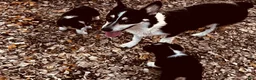 Welsh Corgi Pembroke dogs for sale: Welsh Corgi Pembroke 2 - Ad 3