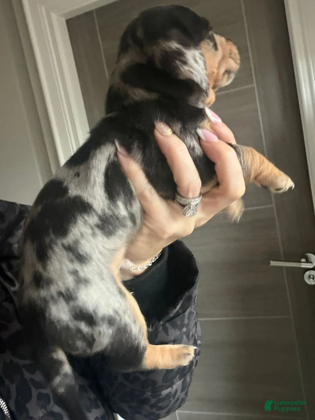 Miniature Dachshund dogs for sale: Miniature Dachshund Puppy 1 - Ad 2