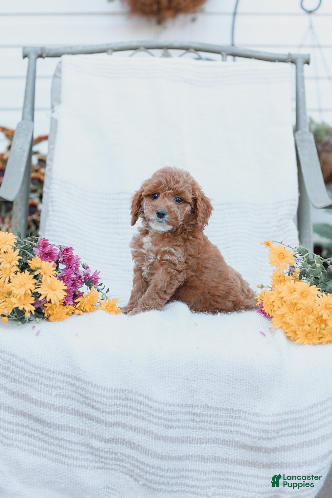 Cockapoo dogs for sale: Curtis - Ad 11