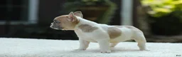 French Bulldog dogs for sale: Jade - Ad 14