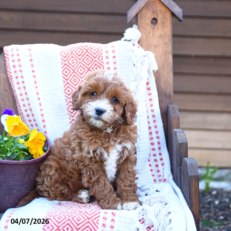 Mixed Breed dogs Marty - Ad 2