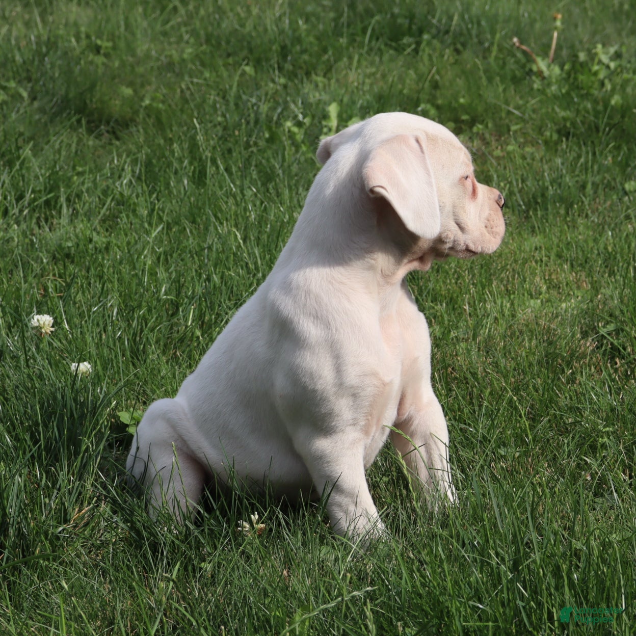 Boxer dogs Orlando - Ad 2
