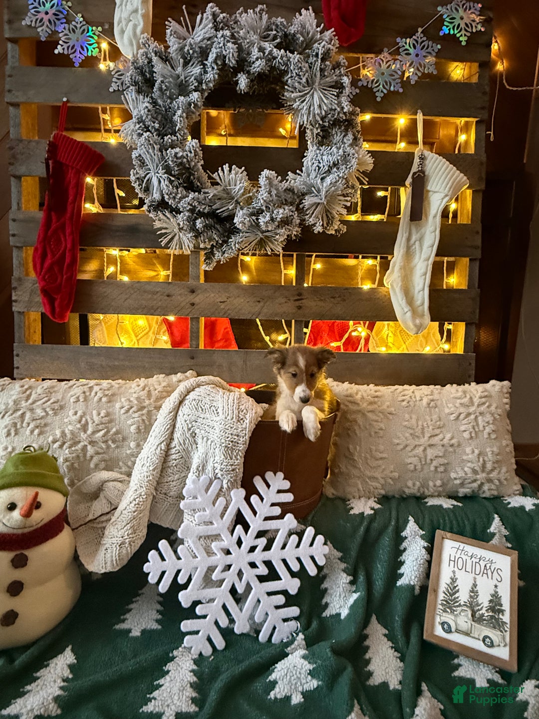 Shetland Sheepdog dogs for sale: Daisy - Ad 2