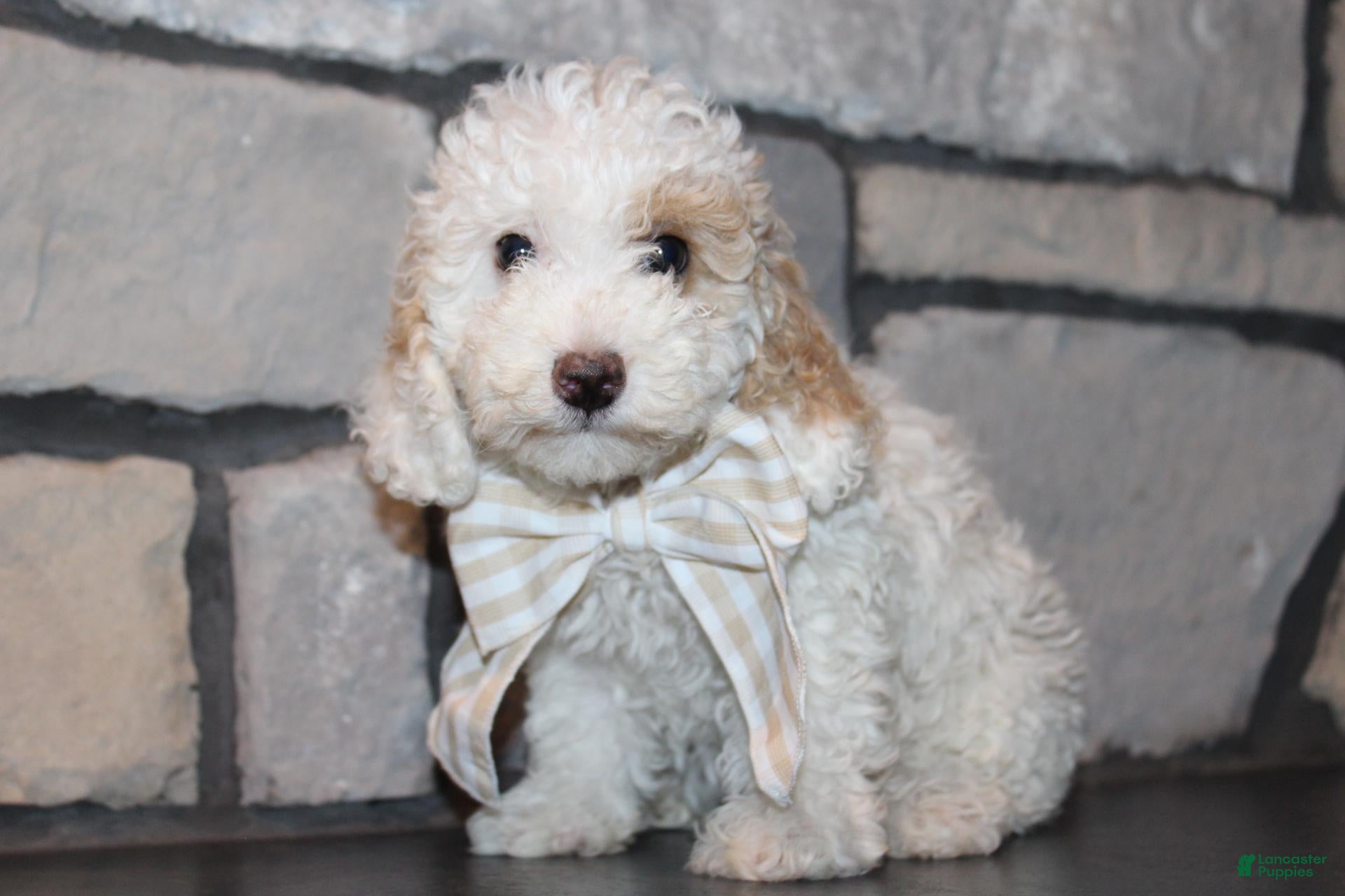 Miniature Poodle dogs Akc Jenna - Ad 2