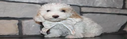 Miniature Poodle dogs for sale: Akc Jenna - Ad 2