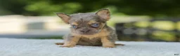 French Bulldog dogs for sale: Lisa - Ad 15
