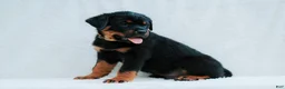 Rottweiler dogs for sale: Rottweiler 1 - Ad 2