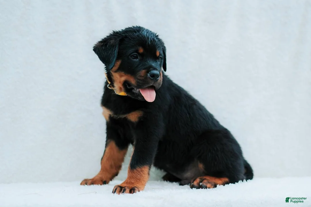 Rottweiler dogs for sale: Rottweiler 1 - Ad 2