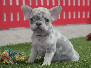 French Bulldog dogs Cory - Ad 38
