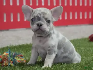 French Bulldog dogs Cory - Ad 28