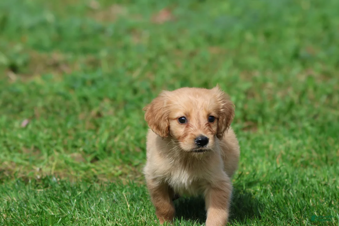 Golden Retriever dogs for sale: Cheerios - Ad 2
