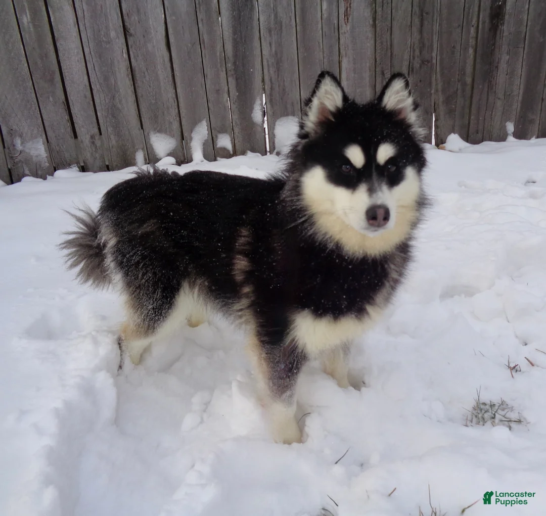 Pomsky dogs for sale: Joy - Ad 7