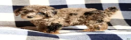 Miniature Poodle dogs for sale: Maverick - Ad 7