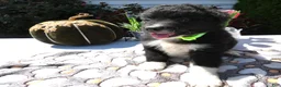 Mixed Breed dogs for sale: Mixed Breed 2 Roger - Ad 2