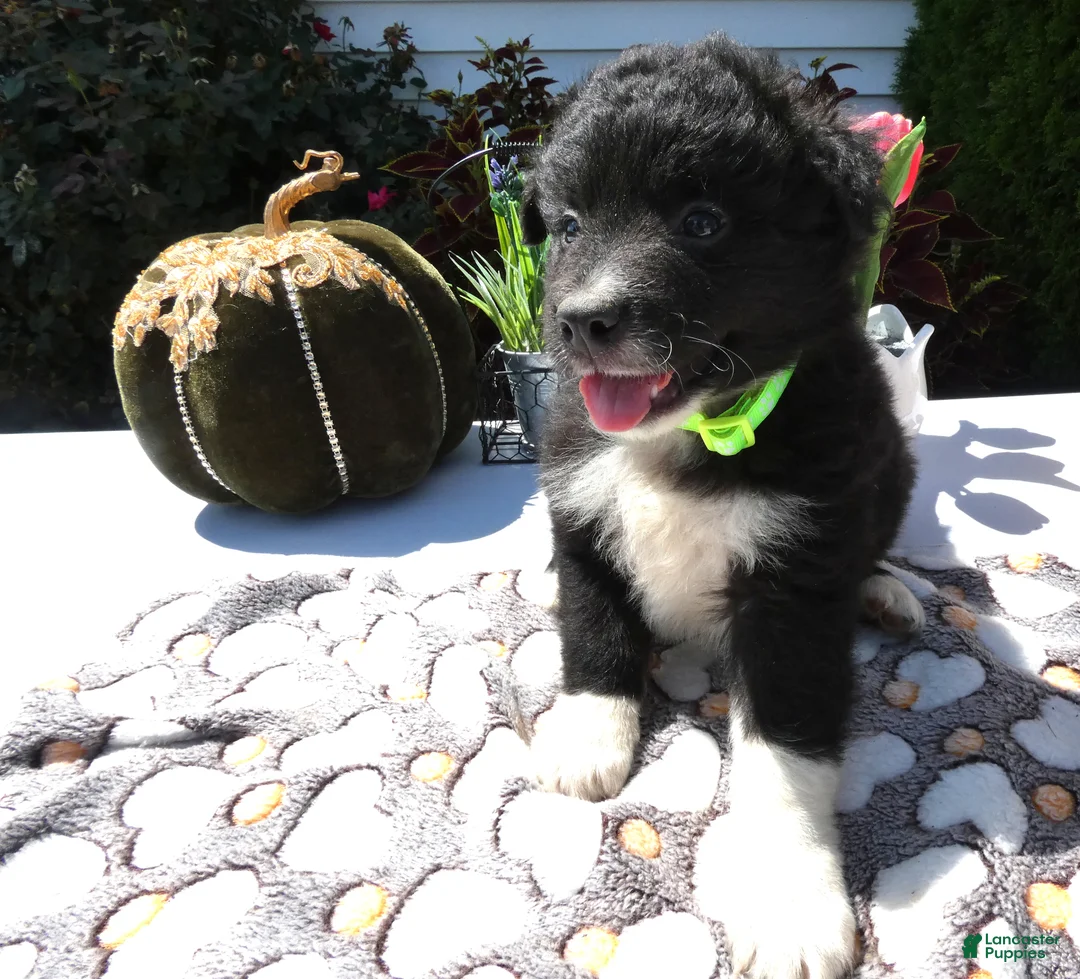 Mixed Breed dogs for sale: Mixed Breed 2 Roger - Ad 2