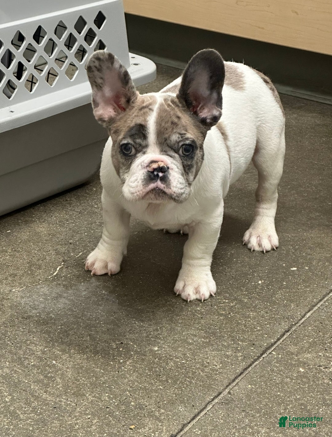 French Bulldog dogs French Bulldog Puppy 1 - Ad 1