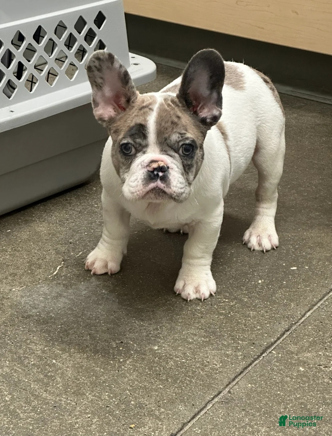French Bulldog dogs for sale: French Bulldog Puppy 1 - Ad 1