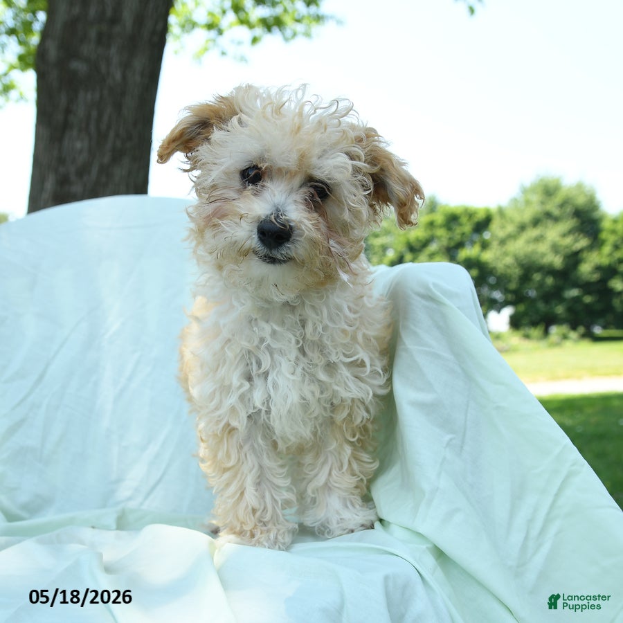 Toy Poodle dogs Percy - Ad 1