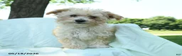Toy Poodle dogs for sale: Percy - Ad 6
