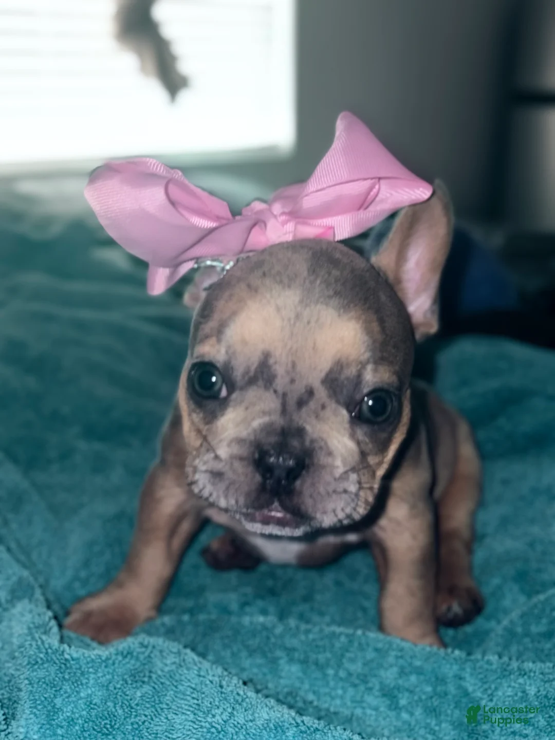 French Bulldog dogs for sale: French Bulldog 1-Peaches - Ad 2