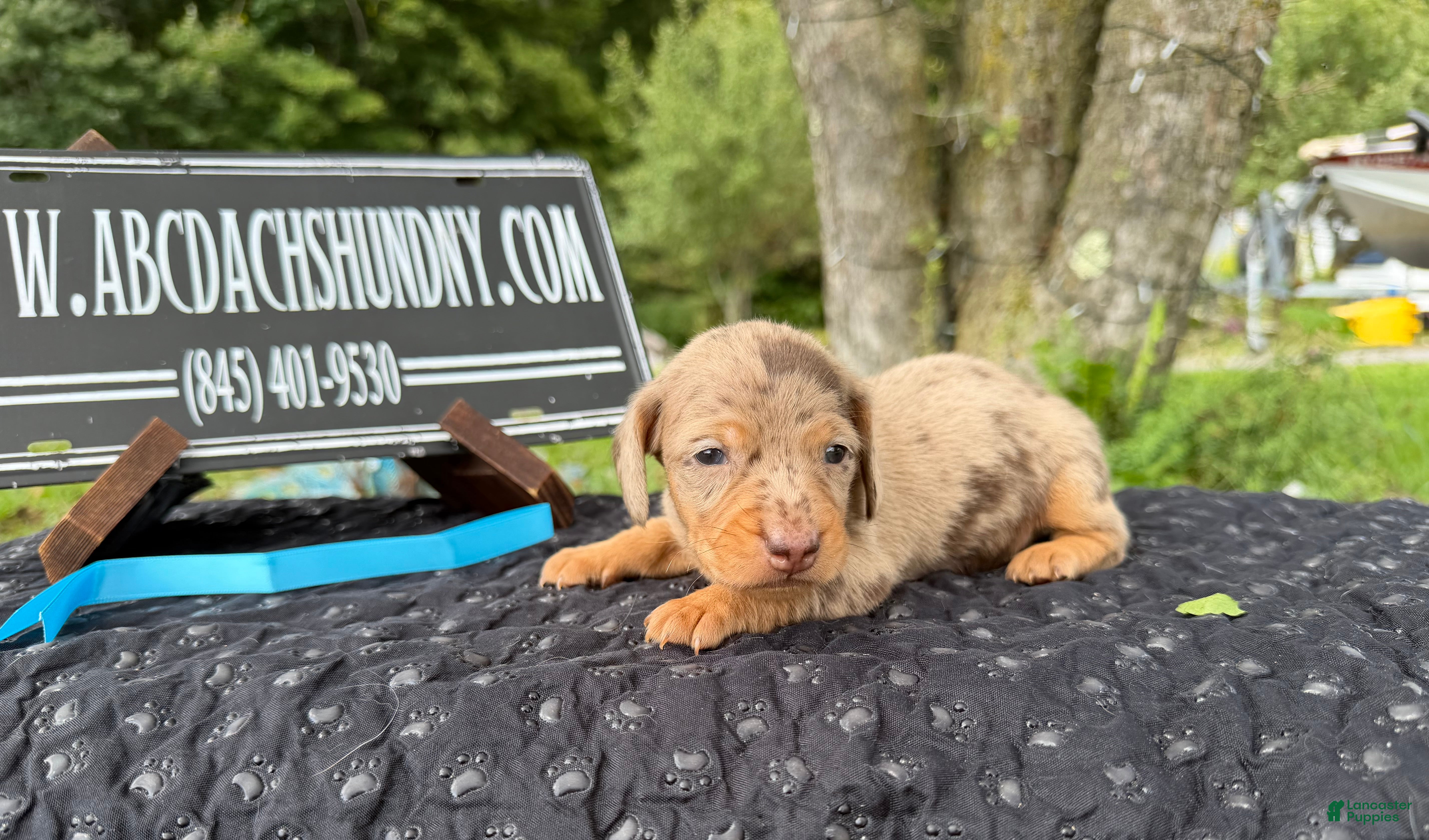 Miniature Dachshund dogs Champion bred import smooth dapple - Ad 38