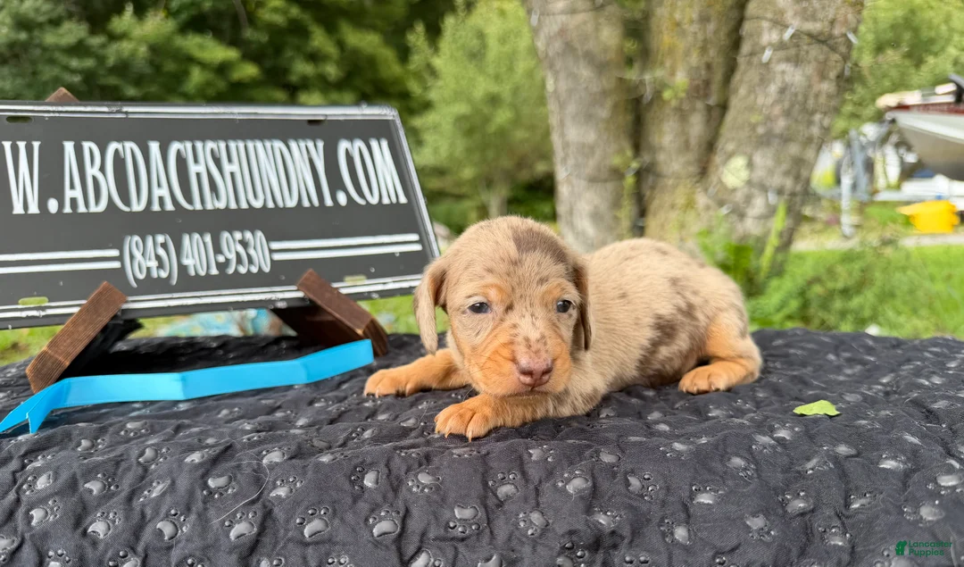 Miniature Dachshund dogs for sale: Champion bred import smooth dapple - Ad 2