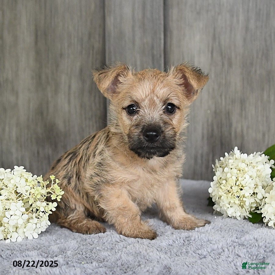 Florida Cairn Terrier Rescue Pictures Yorkshire Terrier Puppies