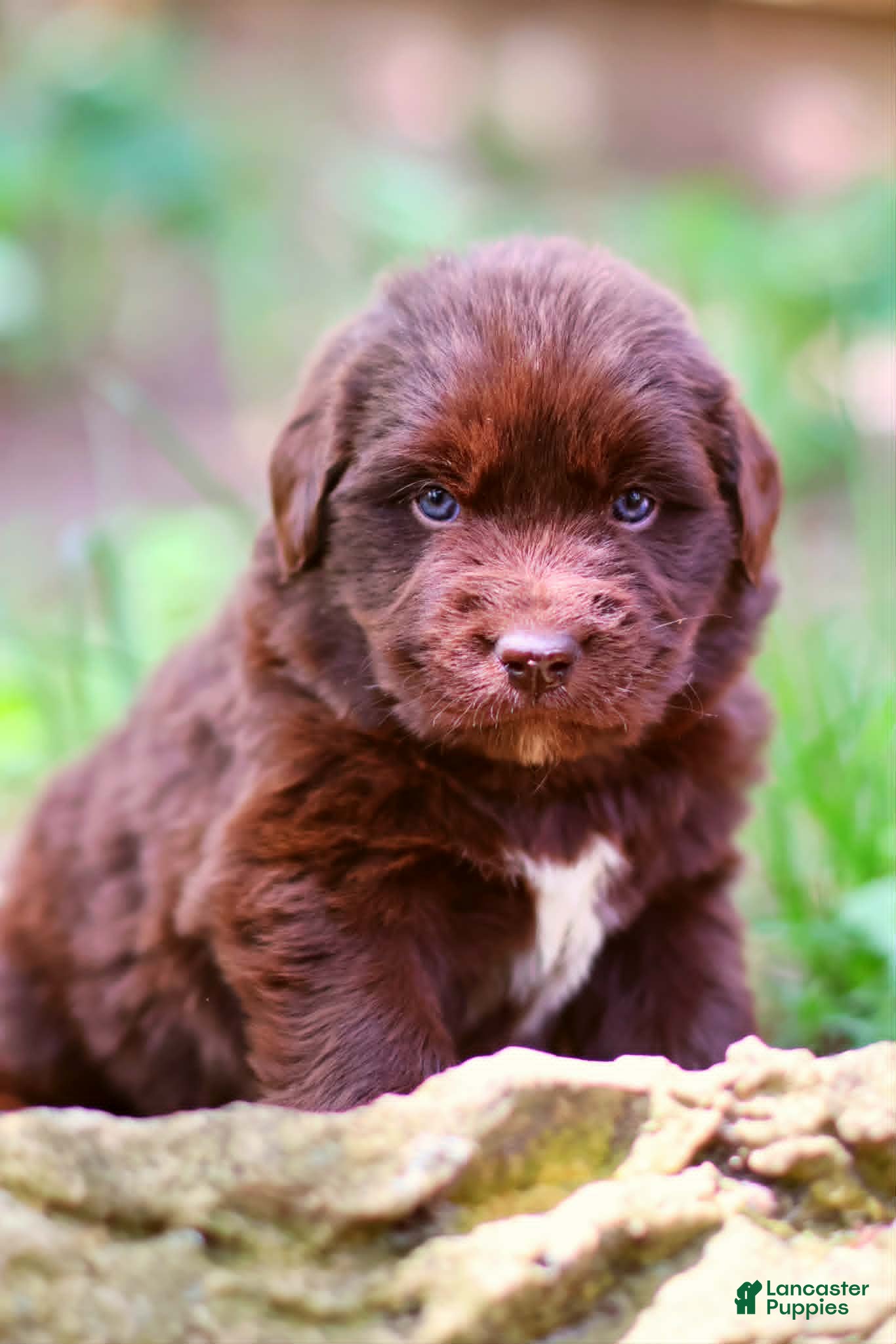 Newfoundland dogs Daisy - Ad 2