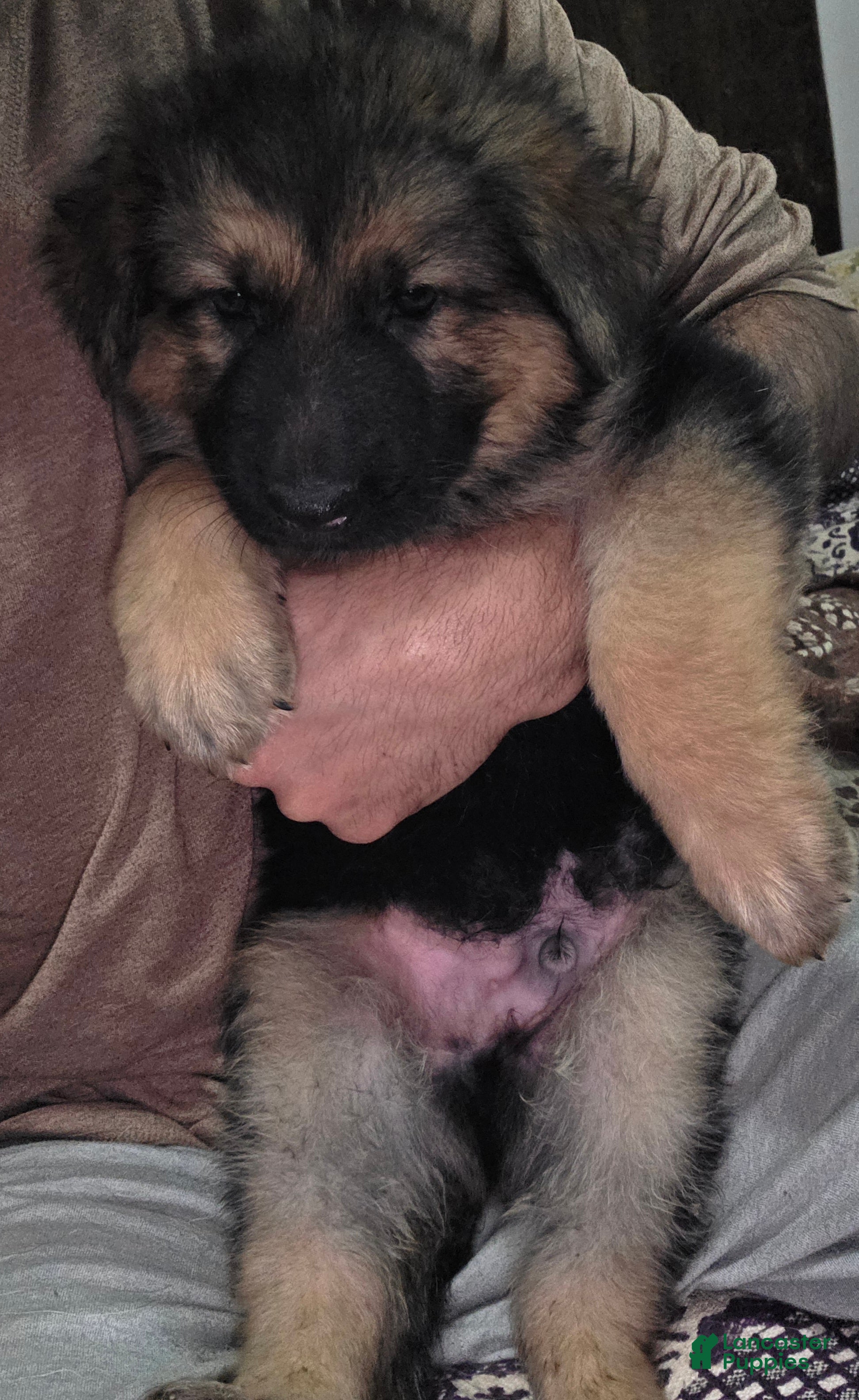 German Shepherd dogs Hulk (1) - Ad 10