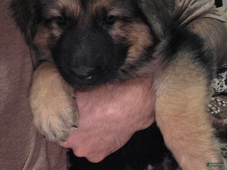 German Shepherd dogs Hulk (1) - Ad 10