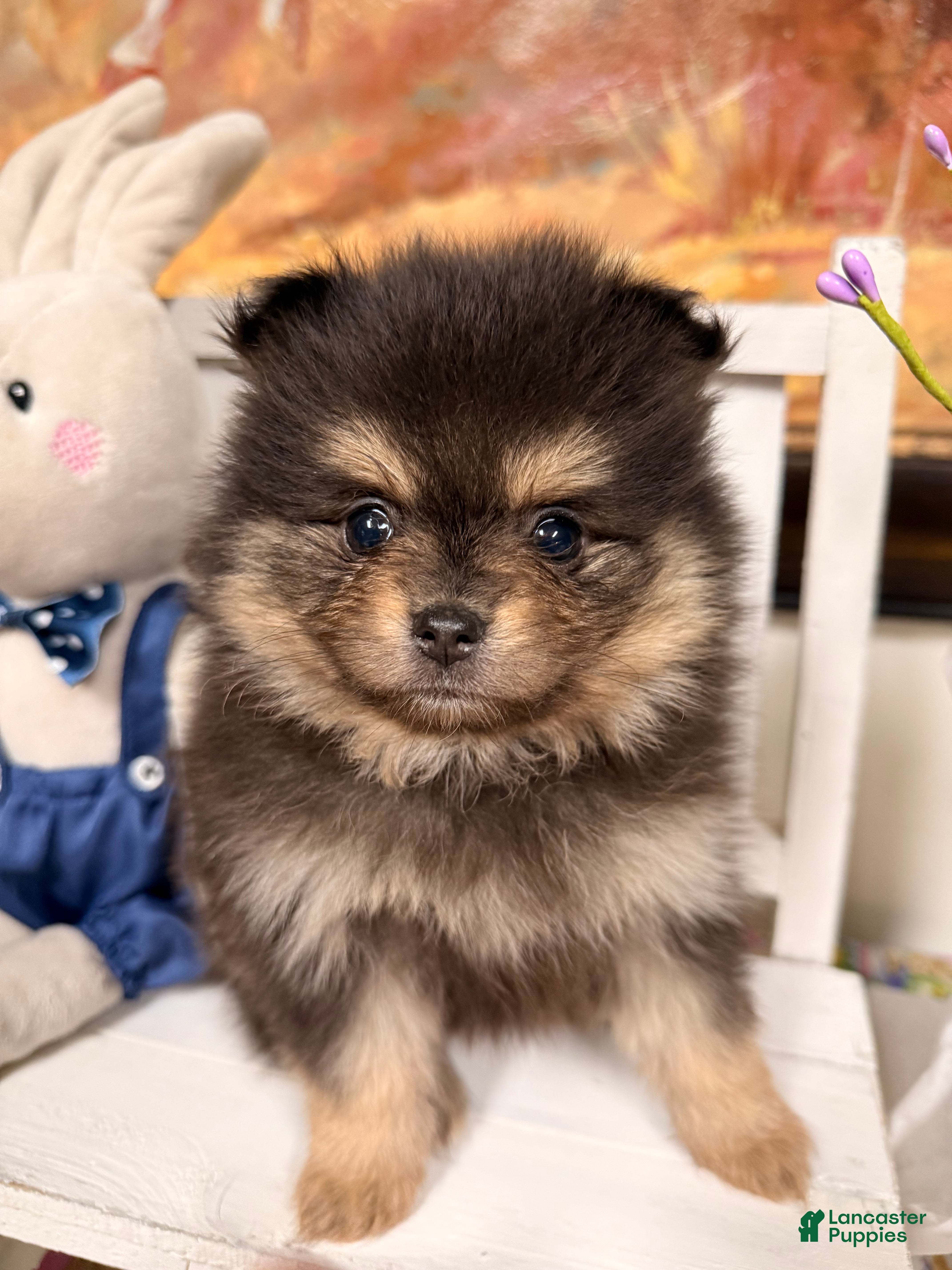 Pomeranian dogs Fiona  - Ad 2