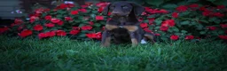 Doberman Pinscher dogs for sale: PENNY - Ad 6