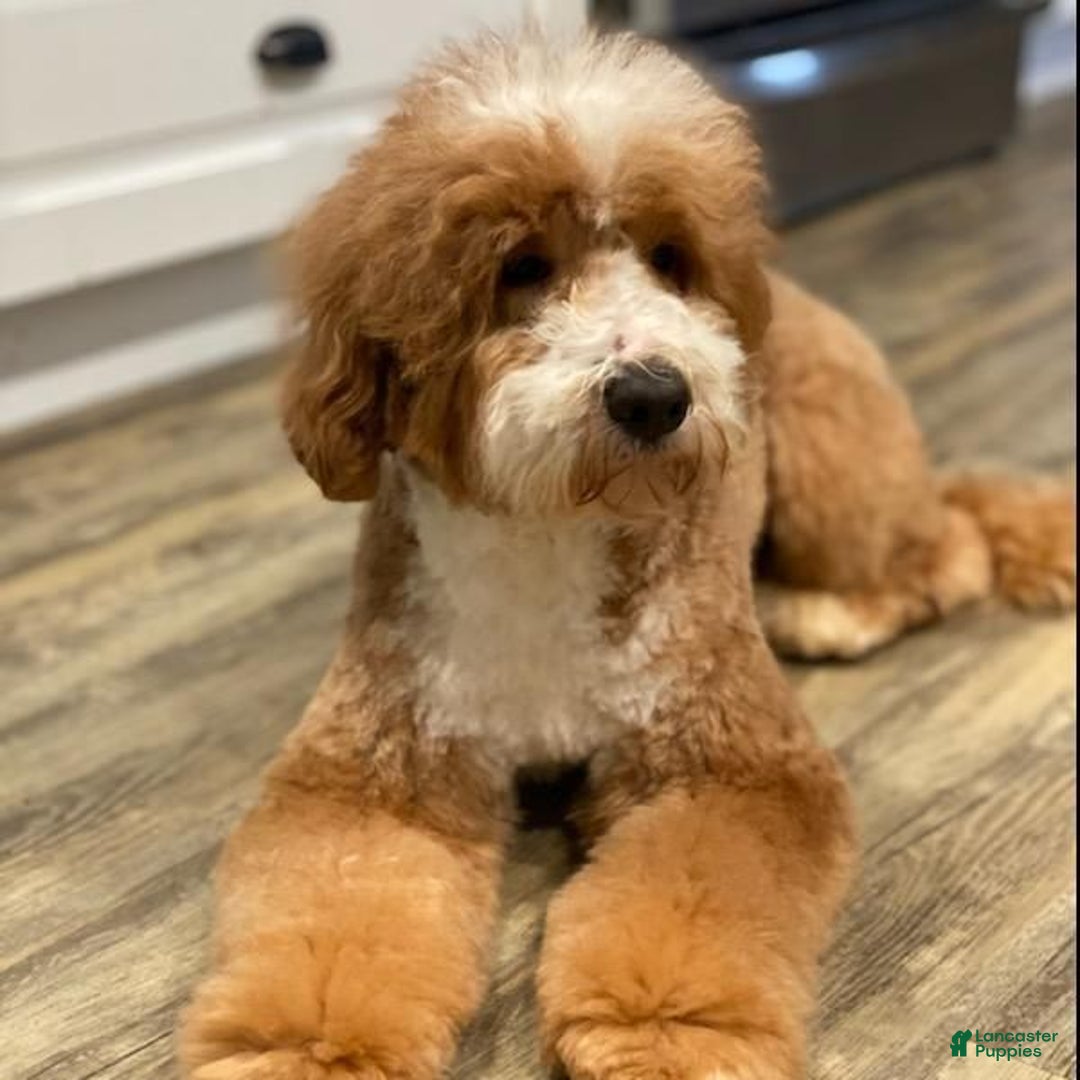 Gallery Image {{count}}