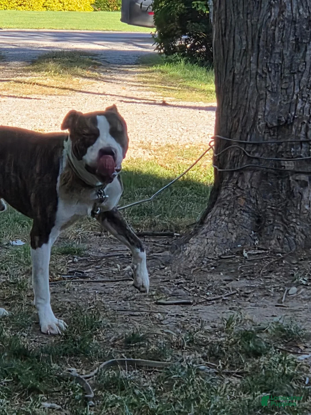 American Staffordshire Terrier dogs for sale: American Staffordshire Terrier 1 - Ad 1