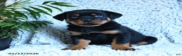 Rottweiler dogs for sale: Zander - Ad 1
