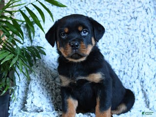 Rottweiler dogs Zander - Ad 35