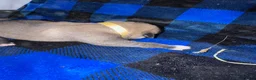 Mixed Breed dogs for sale: Anatolian/ Kangal- Yellow - Ad 2