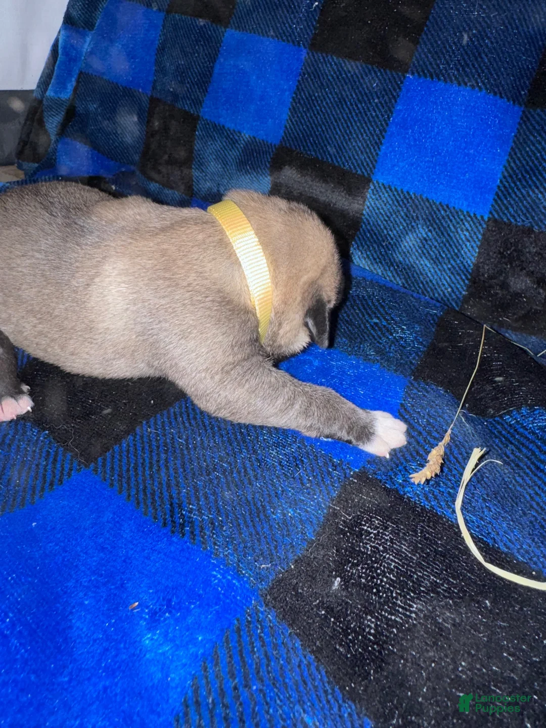 Mixed Breed dogs for sale: Anatolian/ Kangal- Yellow - Ad 2