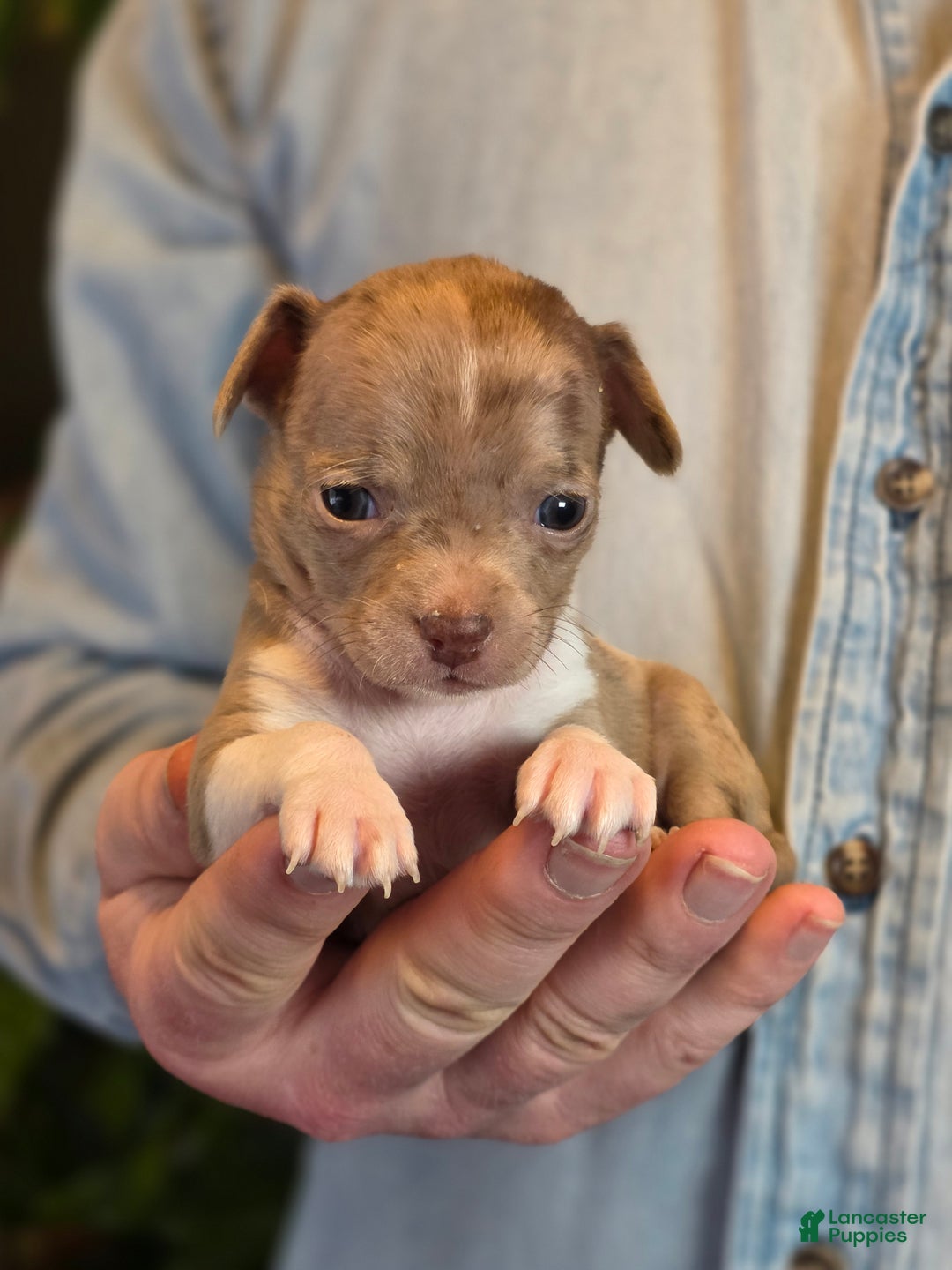 Chihuahua dogs for sale: Splash - Ad 4