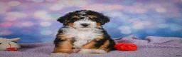 Mini Bernedoodle dogs for sale: Stella - Ad 6