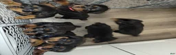 Rottweiler dogs for sale: Rottweiler- Male Red - Ad 3