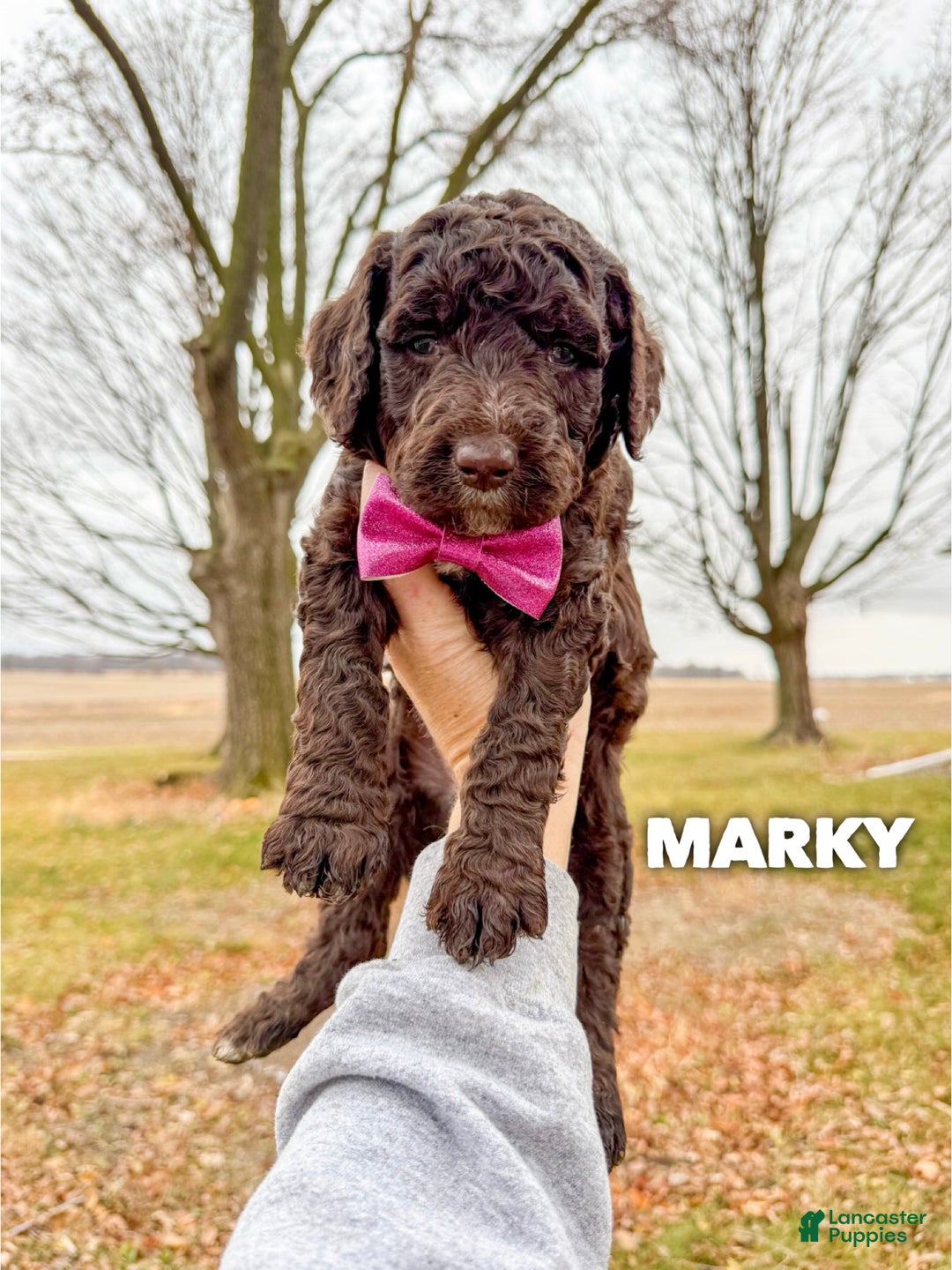 Goldendoodle dogs for sale: Marky - Ad 1