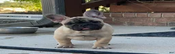 French Bulldog dogs for sale: Pete - Ad 12