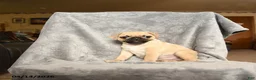 Pug dogs for sale: Tommy - Ad 3