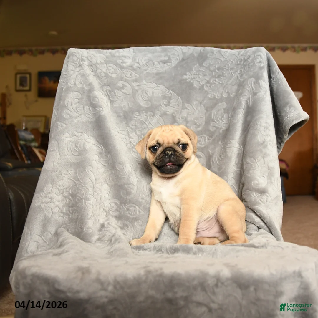 Pug dogs for sale: Tommy - Ad 3