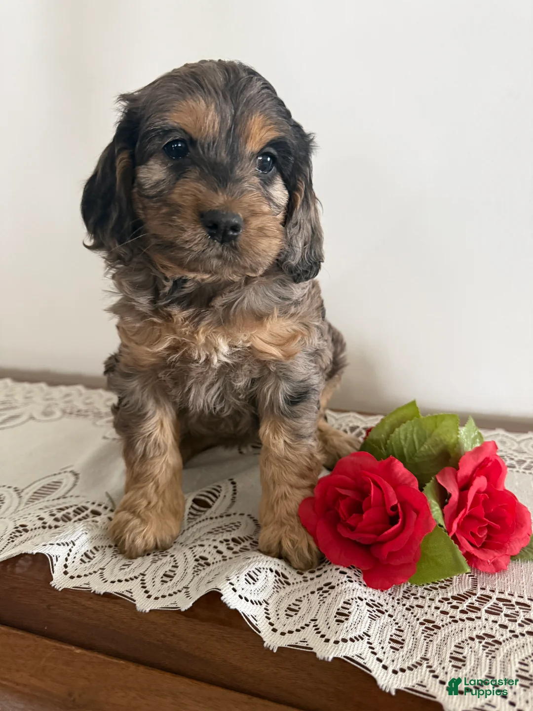 Cockapoo dogs for sale: Cockapoo Puppy 6 - Ad 1