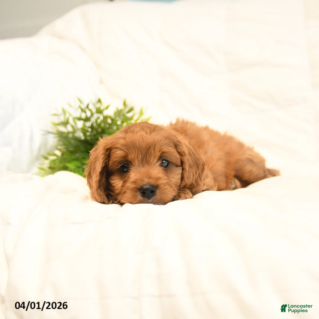 Cavapoo dogs for sale: Teddy - Ad 3