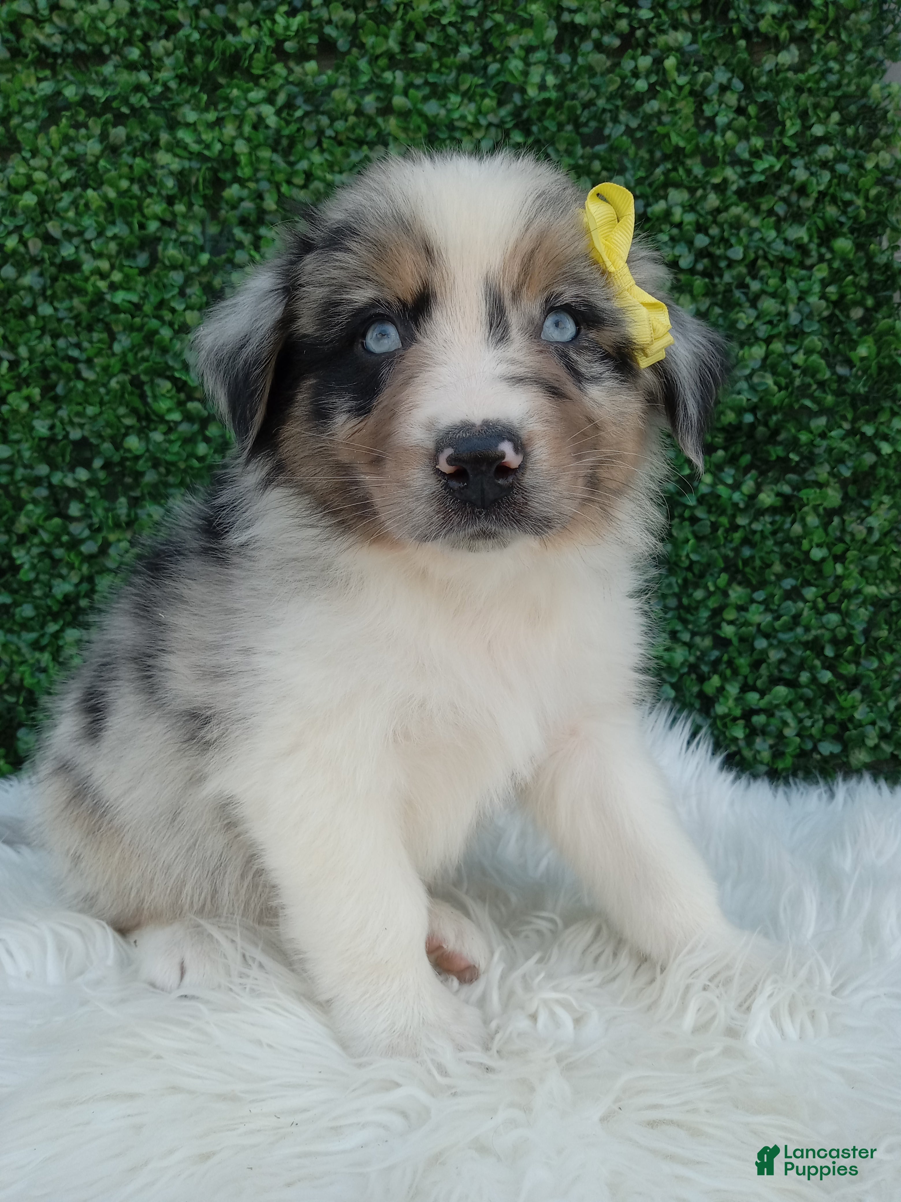 Australian Shepherd dogs Rubble - Ad 2