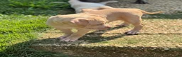 American Bully dogs for sale: Butterscotch - Ad 4